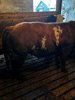 Mooie dikbil dekstier en bevrucht, Dieren en Toebehoren, Mannelijk, 0 tot 2 jaar