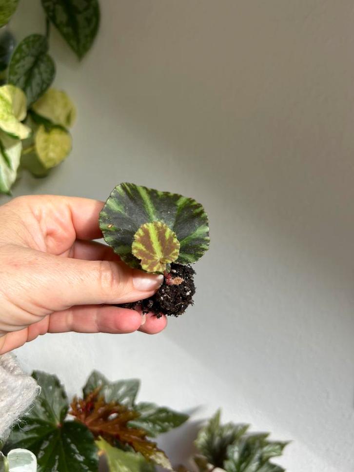 Begonia cleopatra, gewortelde bladstek met nieuwe groei, Huis en Inrichting, Kamerplanten, Minder dan 100 cm, Halfschaduw, Ophalen of Verzenden