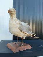 Opgezette meeuw, Antiek en Kunst, Ophalen of Verzenden