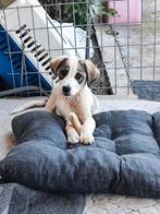 Schattige pup Bonita, Dieren en Toebehoren, Honden | Niet-rashonden, Particulier, Rabiës (hondsdolheid), 8 tot 15 weken, Buitenland