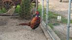 Bosfazant haan te koop, Dieren en Toebehoren, Pluimvee, Mannelijk, Overige soorten