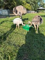 Nandoe kuikens, Dieren en Toebehoren, Pluimvee, Geslacht onbekend, Overige soorten