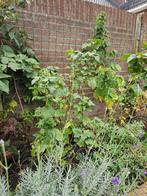 Struik Appelbes (Hugin) - eetbaar fruit, Ophalen, Overige soorten, Struik, 100 tot 250 cm