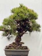 Bonsai Pinus Thunbergii Corticosa, Japanse boom  Topper, Tuin en Terras, Planten | Bomen, Ophalen, Overige soorten, Minder dan 100 cm