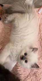Prachtige Ragdoll  Perzische kittens, Dieren en Toebehoren, Katten en Kittens | Raskatten | Langhaar, Meerdere dieren, Ontwormd