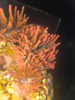 Entacmaea quadricolor (Sunburst-Rainbow anemoon), Dieren en Toebehoren, Vissen | Aquariumvissen, Vis