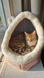 Bengaalse poes te koop., Dieren en Toebehoren, Katten en Kittens | Raskatten | Korthaar, Poes, Gechipt, 3 tot 5 jaar