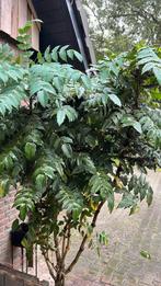 Gratis ophalen - hulst achtige struik in pot, Ophalen, In pot, Overige soorten, 100 tot 250 cm