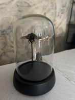 Prachtige Opgezette Groene Kevers In Stolp Taxidermie, Verzamelen, Dierenverzamelingen, Ophalen of Verzenden, Nieuw, Insect, Opgezet dier