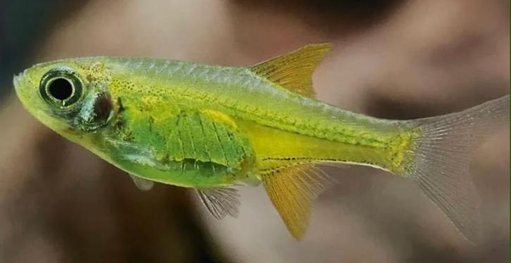 Rasbora kubotai, Rasbora groen, Rasbora yellow rasbora, Dieren en Toebehoren, Vissen | Aquariumvissen, Vis