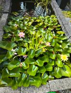 Waterlelie, Tuin en Terras, Vijvers, Ophalen of Verzenden, Gebruikt