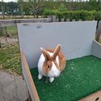 Hollander konijn, Dieren en Toebehoren, Konijnen, Mannelijk, Middelgroot, 0 tot 2 jaar
