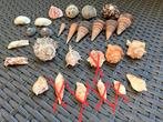 Diverse schelpen, Ophalen of Verzenden, Schelp(en)