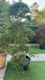 Prachtige grote Hulst, Tuin en Terras, Ophalen, Bloeit niet, Halfschaduw, Overige soorten