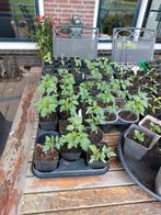 meerdere soorten biologische groenten stekjes/plantjes, Tuin en Terras, Ophalen, Volle zon, Groenteplanten, Eenjarig