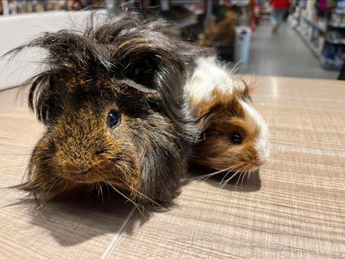 Leuk tam cavia koppel, Dieren en Toebehoren, Knaagdieren, Mannelijk, Cavia, Tam