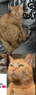 Oranje kat VERMIST, Dieren en Toebehoren, Kat