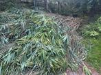 Bamboe 2-5m veel GRATIS  ong. 1000 stokken, Tuin en Terras, Ophalen