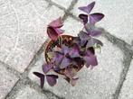 Oxalis Triangularis, Huis en Inrichting, Kamerplanten, Ophalen of Verzenden, Overige soorten, Minder dan 100 cm