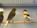 Harlekijn en timbrado kanaries te koop, Dieren en Toebehoren, Vogels | Kanaries, Meerdere dieren, Kleurkanarie