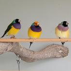 3 gouldamadine te koop,2 mannen en 1 pop, Dieren en Toebehoren, Vogels | Parkieten en Papegaaien, Meerdere dieren, Parkiet