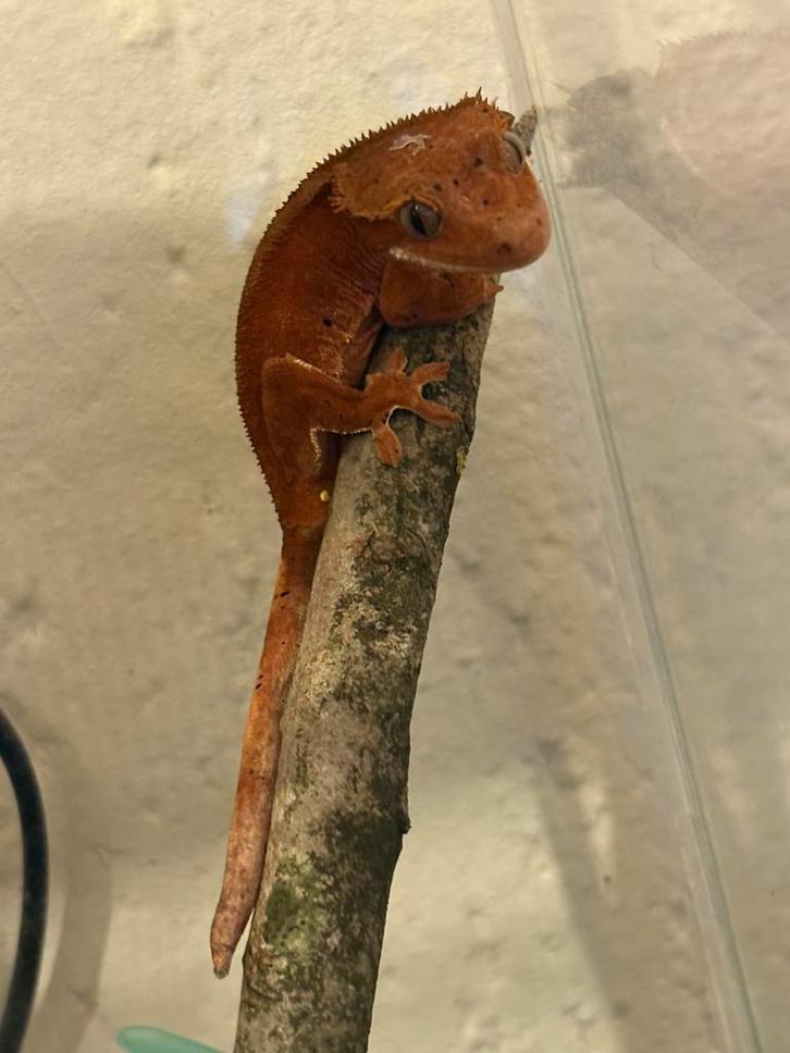Wimper gekko/crested gecko red phantom dalmation man