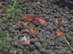 Rode garnaaltjes, Dieren en Toebehoren, Vissen | Aquariumvissen, Kreeft, Krab of Garnaal