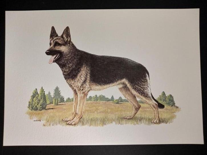 Duitse Herdershond, Verzamelen, Foto's en Prenten, Zo goed als nieuw, Prent, Dier, 1980 tot heden, Verzenden