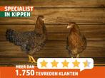 Bielefelder krielkippen | Goede leggers | kleine kip, Vrouwelijk, Kip