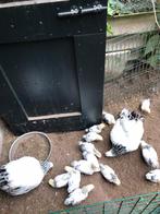 Jonge krielhaan Columbia wyandotte te koop, Dieren en Toebehoren, Mannelijk, Kip