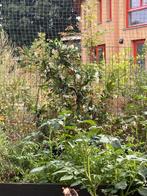 Twee Toscaanse Jasmijn 1 meter hoog, Tuin en Terras, Planten | Struiken en Hagen, Ophalen, Overige soorten, 100 tot 250 cm