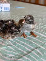 Kuikens Barnevelders zilver dubbelgezoomd groot, Dieren en Toebehoren, Pluimvee, Geslacht onbekend, Kip
