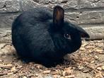 Dwerghangoor man, Dieren en Toebehoren, Konijnen, Mannelijk, Hangoor