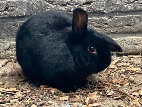 Dwerghangoor man, Dieren en Toebehoren, Konijnen, Mannelijk, Hangoor
