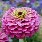 Nr 20/ zaad van roze Zinnia Oklahoma Pink - bio, Ophalen of Verzenden, Voorjaar, Volle zon, Zaad