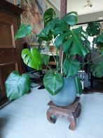 Monstera in betonnenpot, Huis en Inrichting, Kamerplanten, Ophalen