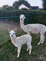 Alpaca's, Dieren en Toebehoren, Juli, Meerdere dieren