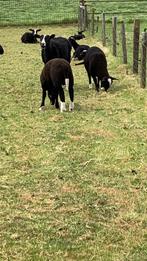 Gezocht (raszuivere) zwartbles ooi (eventueel te ruil), Dieren en Toebehoren, Schaap