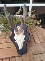 Gewei ree met schedel, Verzamelen, Ophalen of Verzenden, Hert, Schedel