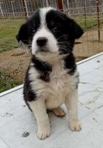 EEN LIEF MAATJE?  REUTJE OF TEEFJE LEES ADVERTENTIE, Dieren en Toebehoren, Honden | Niet-rashonden, Particulier, Rabiës (hondsdolheid)