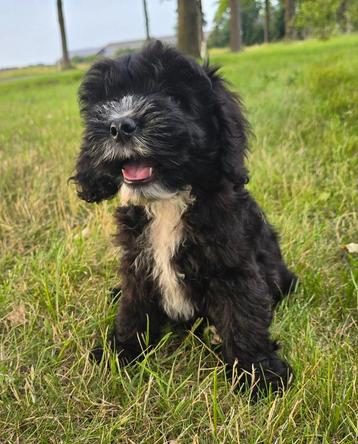 Nog 1 schitterend, hele sociaal cavapoo reutje beschikbaar voor biedingen
