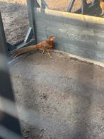 Goudfazant haan, Dieren en Toebehoren, Mannelijk, Overige soorten