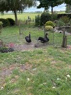 Koppel zwarte zwanen, Dieren en Toebehoren, Meerdere dieren, Gans of Zwaan