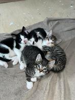 Kittens 7 weekjes oud, Meerdere dieren
