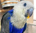 edelpapegaai blauw die overleden is gevraagd, Dieren en Toebehoren, Vogels | Parkieten en Papegaaien, Vrouwelijk, Papegaai, Geringd
