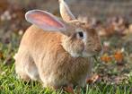 GEZOCHT! Vlaamse reus voedster, Dieren en Toebehoren, Konijnen, Vrouwelijk, Groot