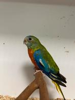 1-1 splendid parkieten, Dieren en Toebehoren, Vogels | Parkieten en Papegaaien, Meerdere dieren