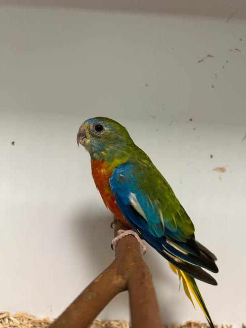 1-1 splendid parkieten, Dieren en Toebehoren, Vogels | Parkieten en Papegaaien, Meerdere dieren