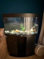Juwel Vision 180 aquarium, Dieren en Toebehoren, Vissen | Aquaria en Toebehoren, Ophalen, Zo goed als nieuw, Gevuld zoetwateraquarium