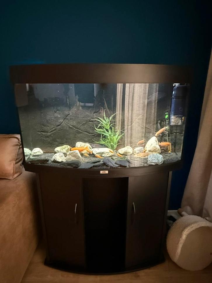Juwel Vision 180 aquarium, Dieren en Toebehoren, Vissen | Aquaria en Toebehoren, Zo goed als nieuw, Gevuld zoetwateraquarium, Ophalen